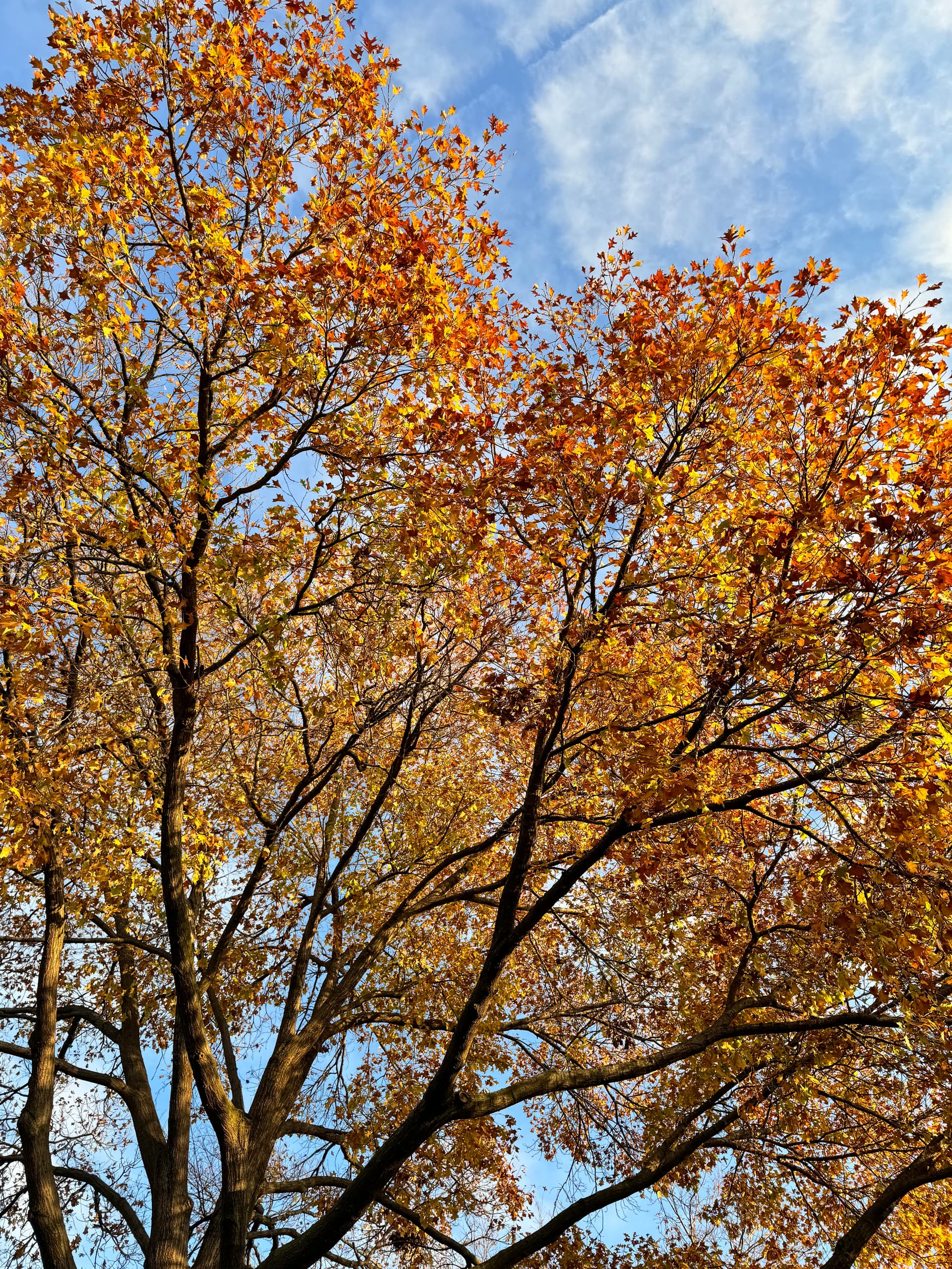 Bretton Fall