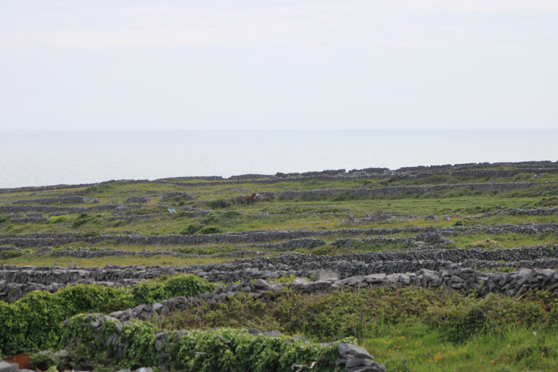 Island Horses