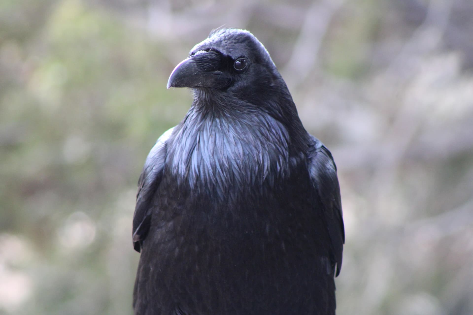 Raven